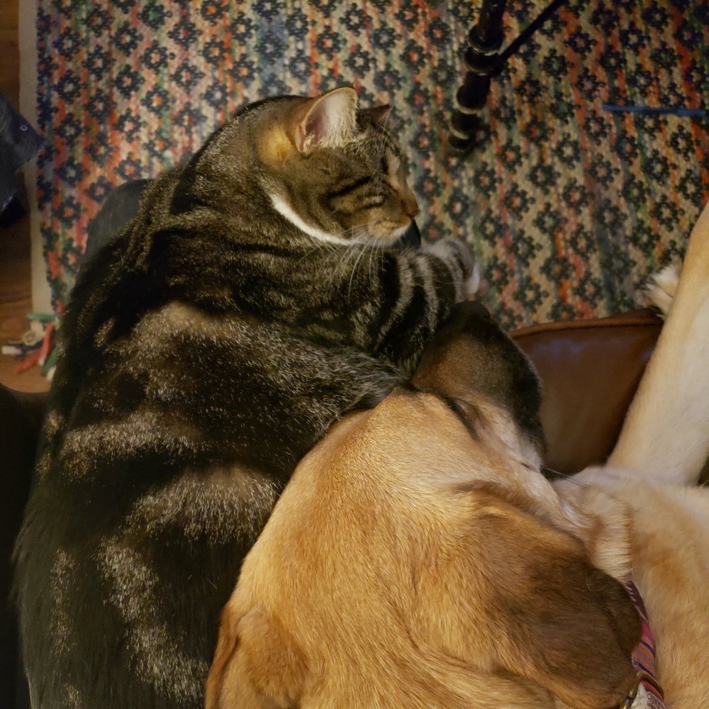 Meet your Posher, Laney